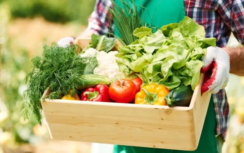 Makanan Bersih dan Organik